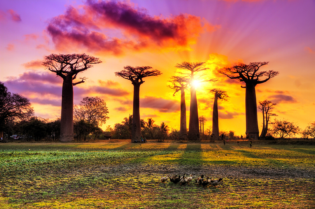 Baobab trees at the avenue of the baobabs, Madagascar